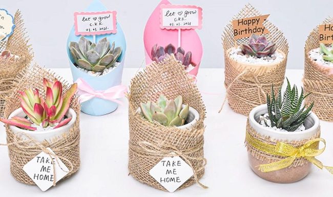 Hessian Wrapped Succulent Gifts