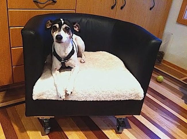 Black Chair, Sleeping Dog, Warm Wood