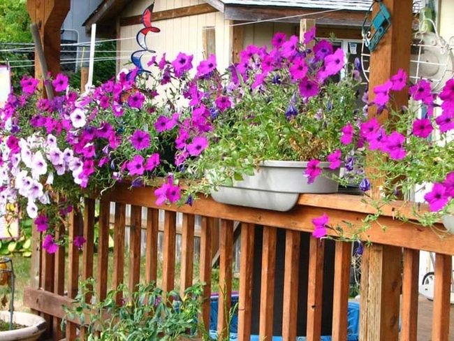 Pink Petunias Frame Your Entry