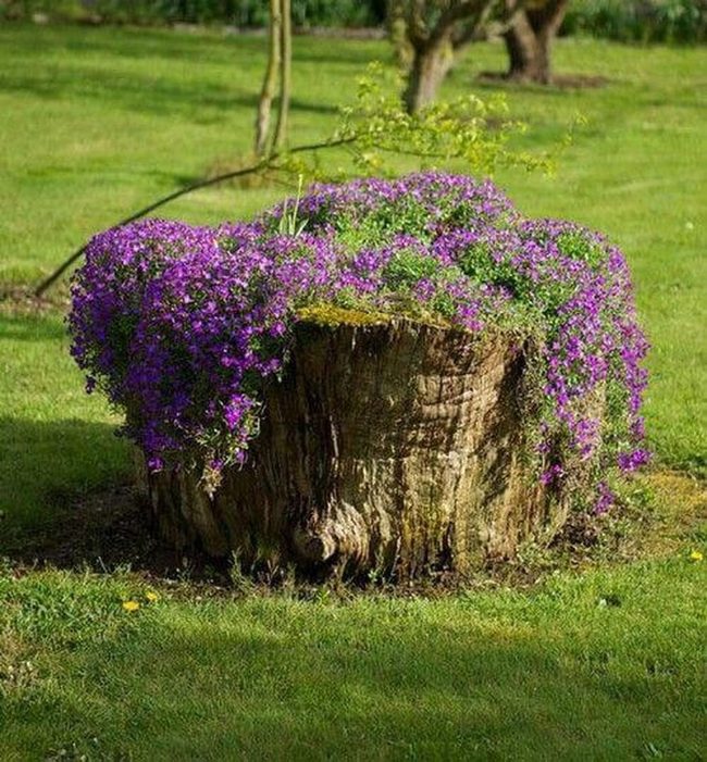 Purple Flowers Blooming Tree Stump