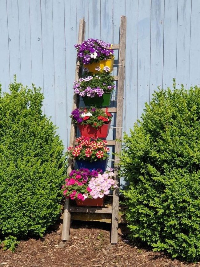 Rainbow Pots On Wooden Ladder