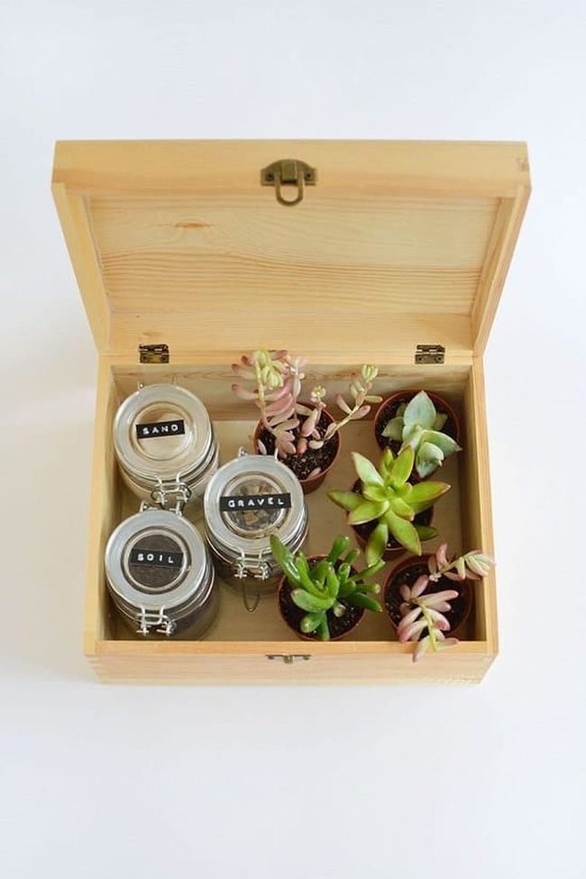 Instant Succulent Garden Starter