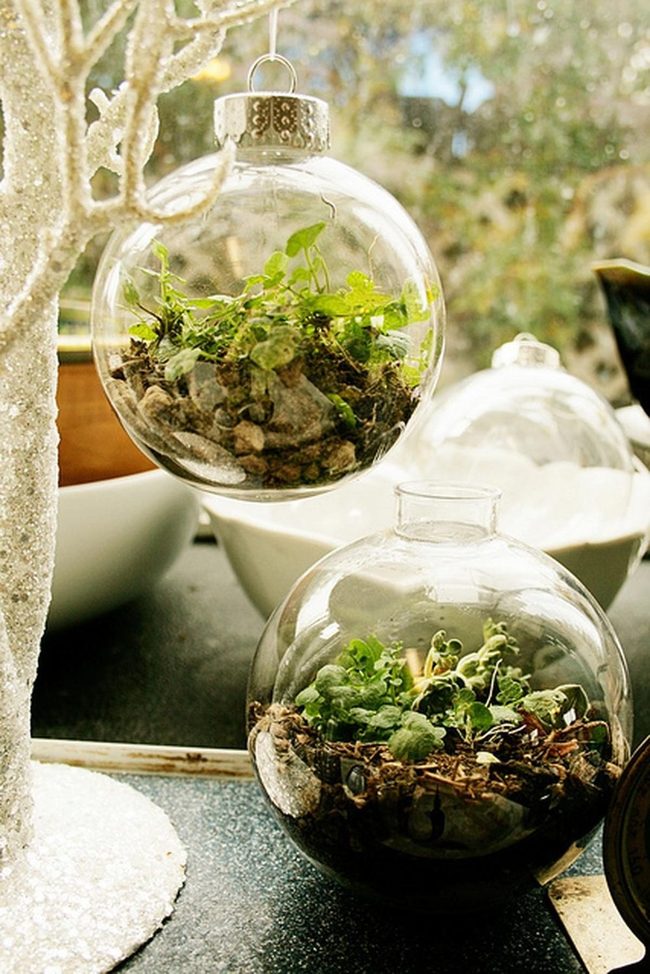 Glass Terrariums With Living Ecosystems