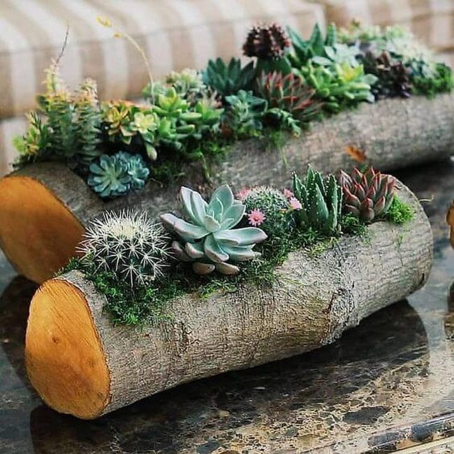 Hollowed Logs With Thriving Succulents