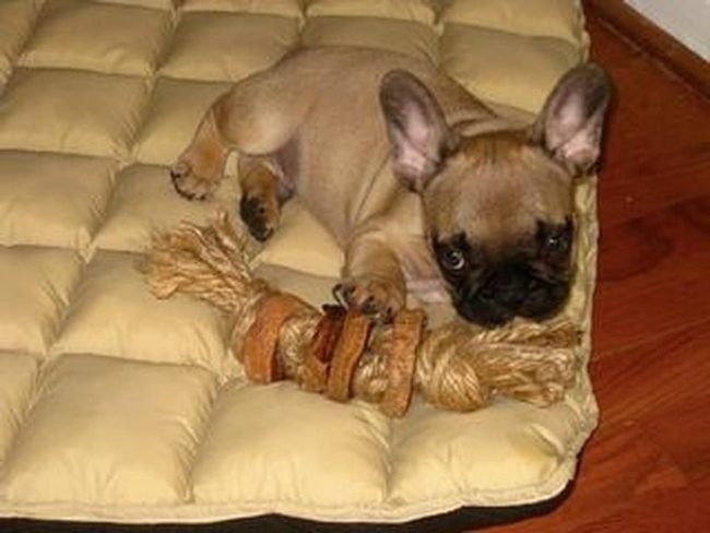 Cream Plush Puppy Bed