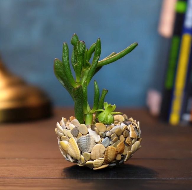 Seashell Succulent Living Miniatures