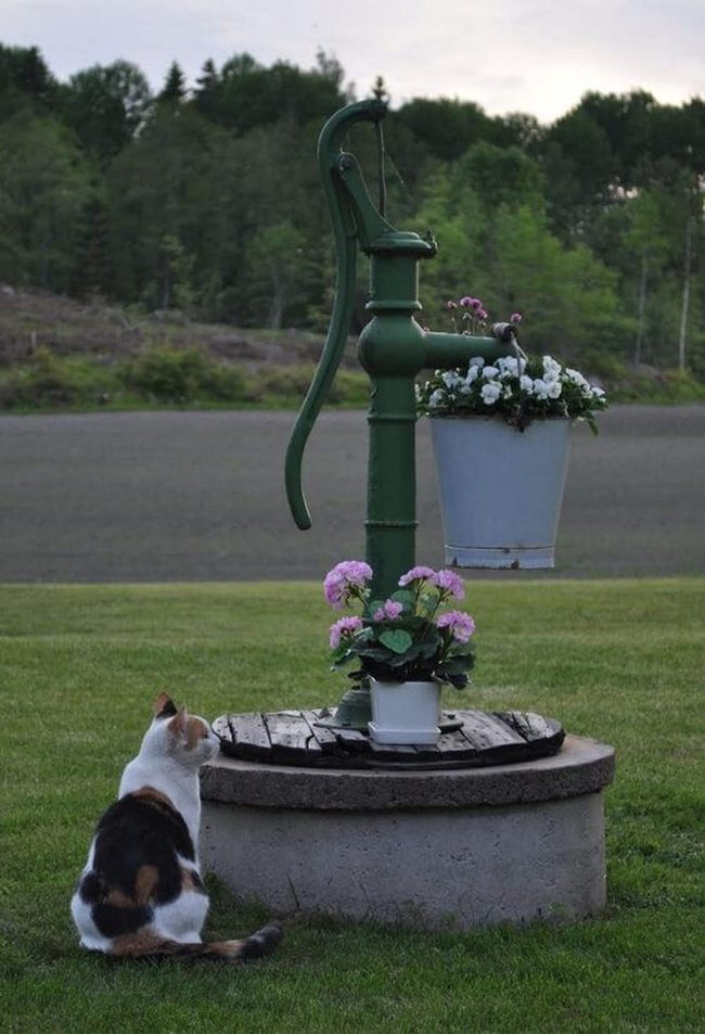 Weathered Pump Among Living Blooms