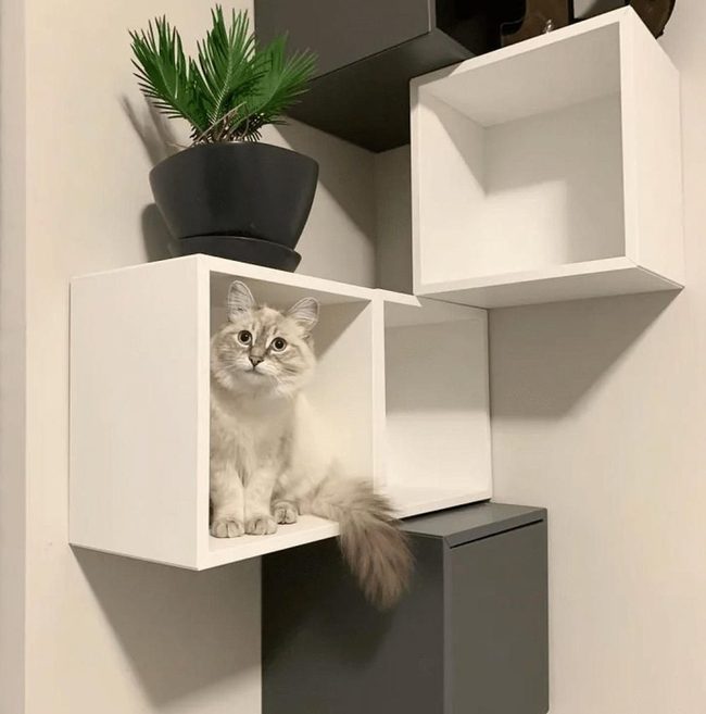 White Cubes Green Plant Cat