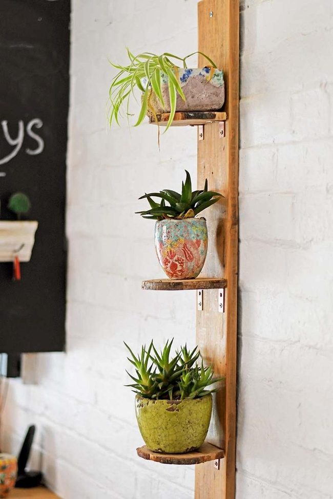 Green Plants On Wooden Shelves