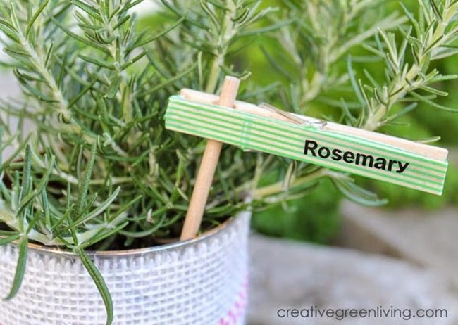 Fresh Rosemary In Striped Pot