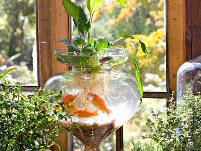 Living Desktop Aquarium With Plants