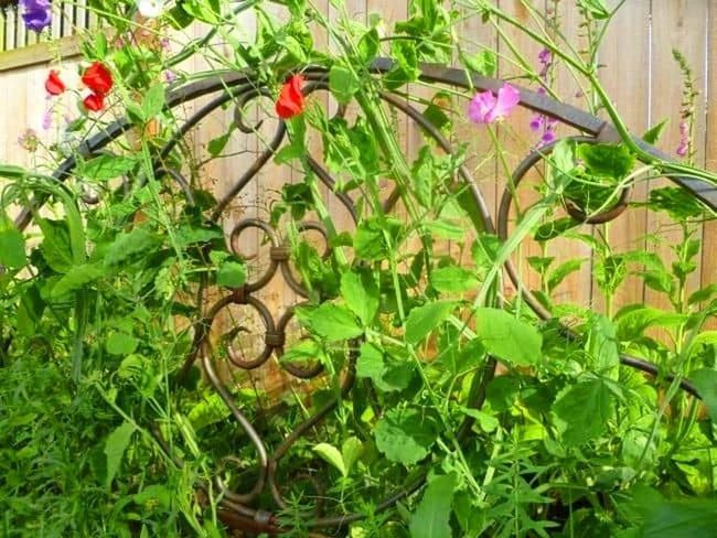 Vintage Metal Vines Climbing