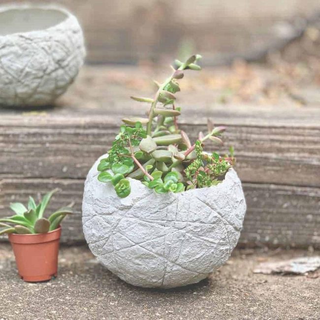 Green Succulents In Woven Terracotta