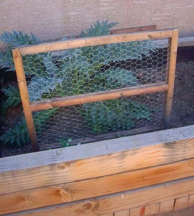 Chicken Wire Climbing Garden Wall