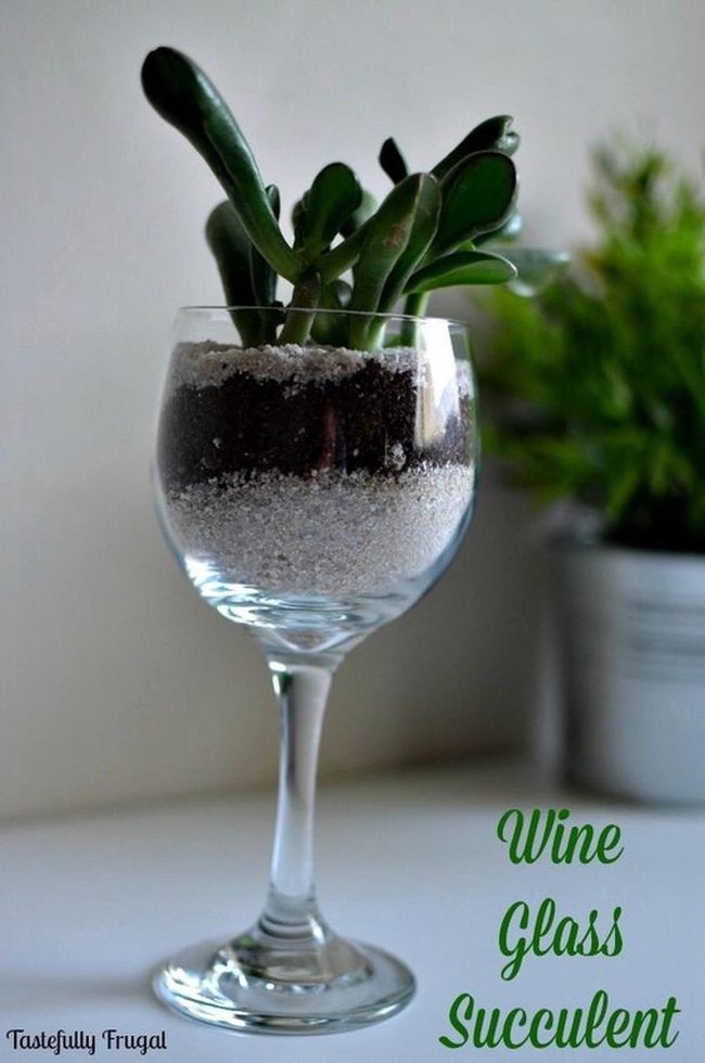 Glass Succulents Desktop Garden