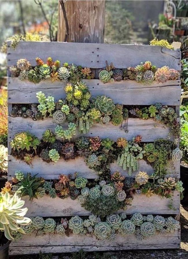 Reclaimed Wood Living Wall