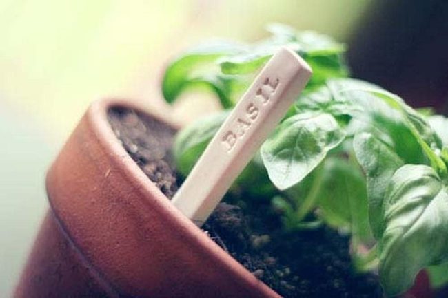 Labeled Herbs, Organized Garden