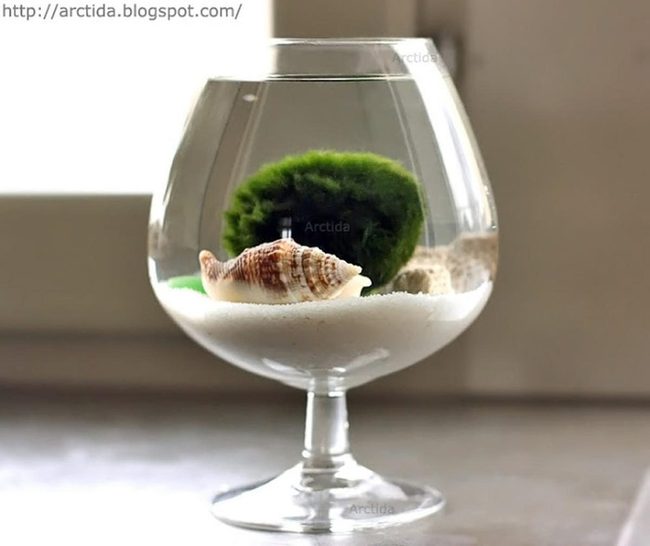 Green Moss Ball White Sand Aquarium
