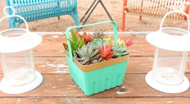 Gold-Trimmed Berry Basket Succulents