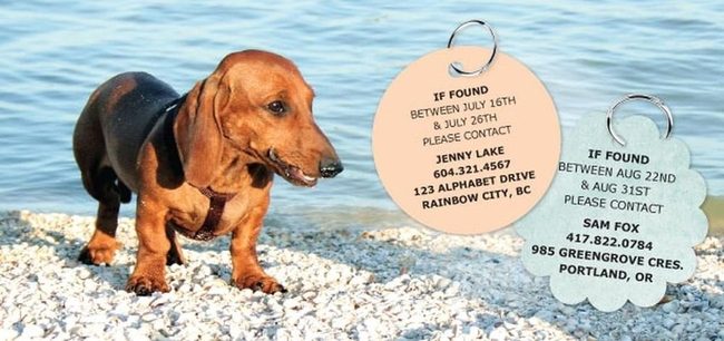 Brown Dachshund By Sparkling Water