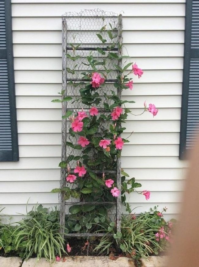 Pink Climbing Flowers White House Wall