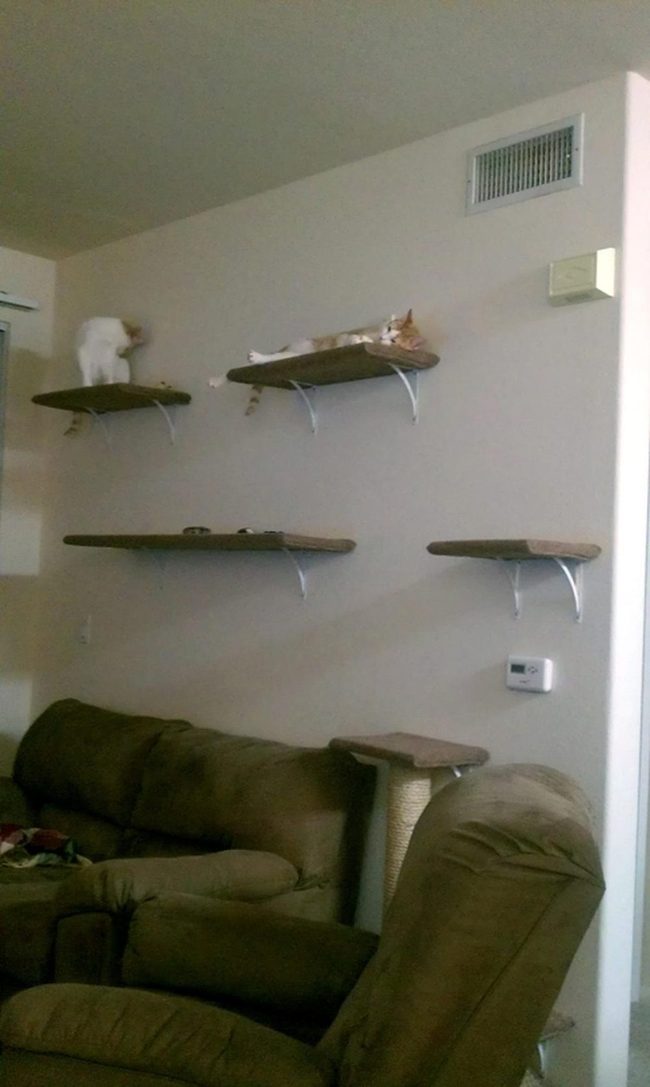 Brown Couch Cats Kingdom