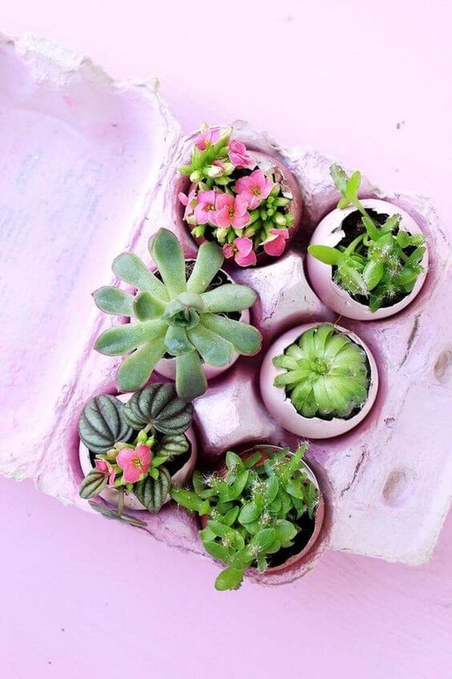 Pastel Eggshells Growing Tiny Gardens