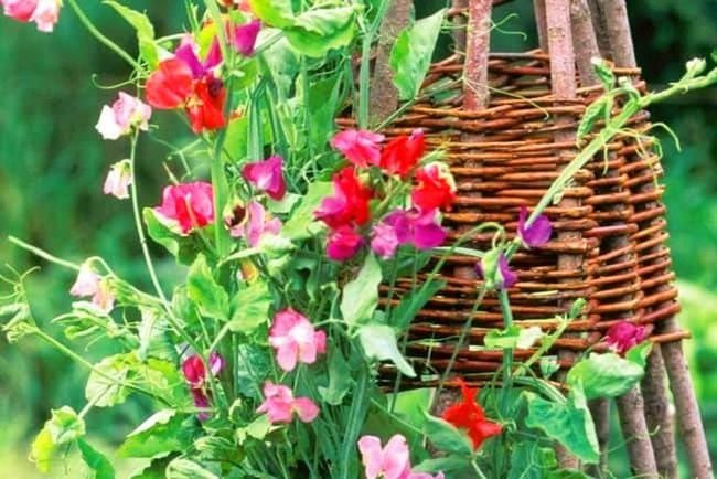 Climbing Peas On Wooden Frame