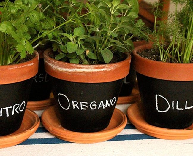 Fresh Herbs, Blue Stripes, Terracotta Charm
