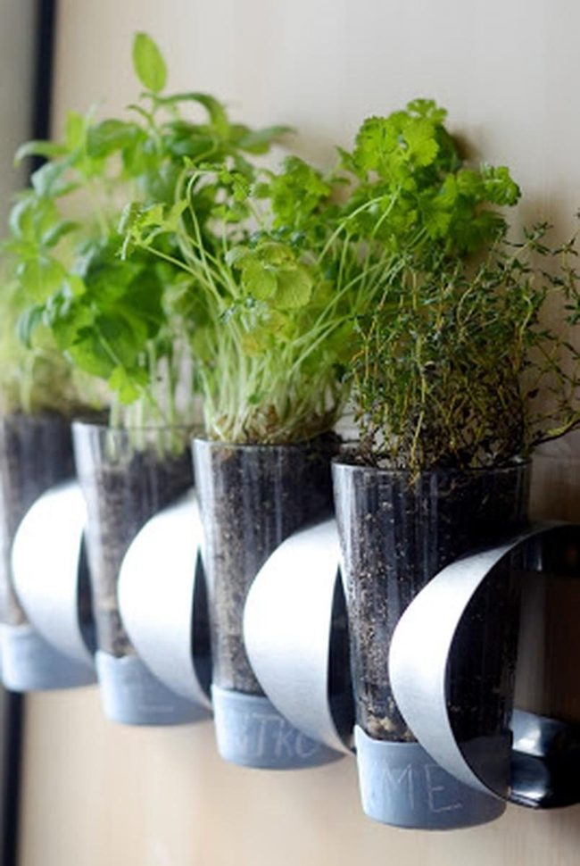 Living Herbs On Silver Mounts