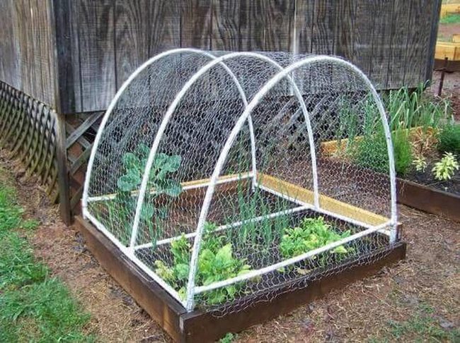 White Pipe Garden Dome