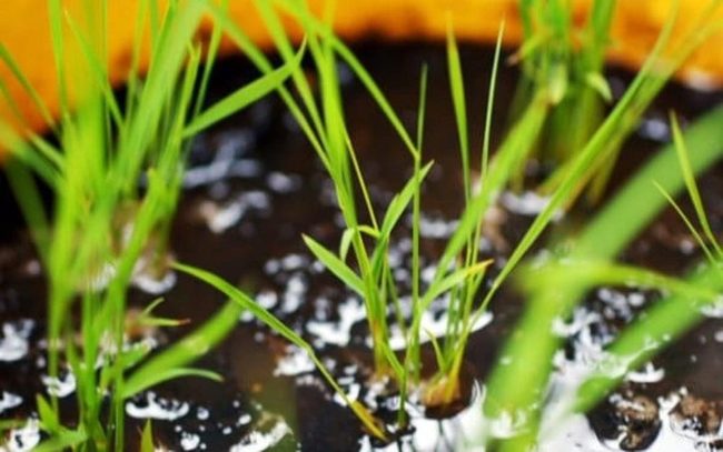 Bucket Rice Growing For Beginners