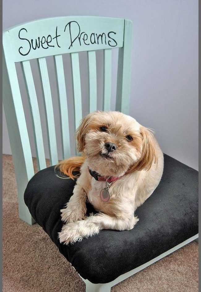Plush Elevated Nest For Dogs