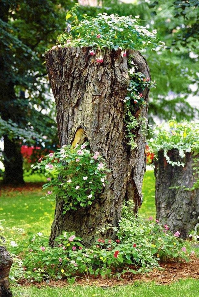 Hollow Stumps, Blooming Pink