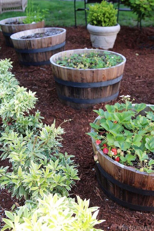 Wooden Barrels Growing Fresh Herbs