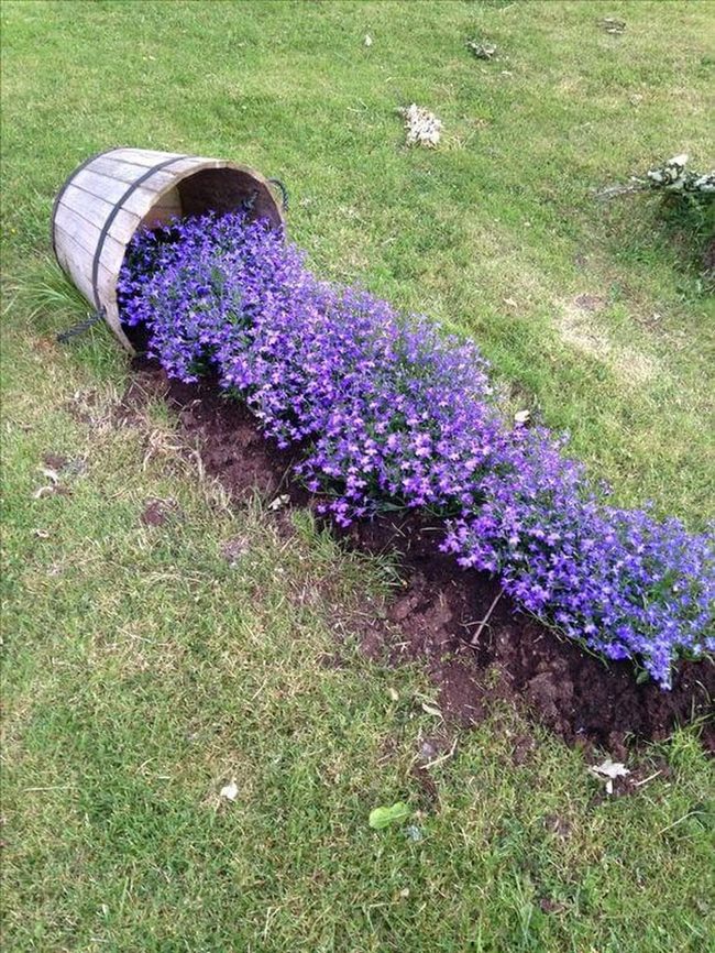 Purple Flowers Spilling From Wooden Barrel