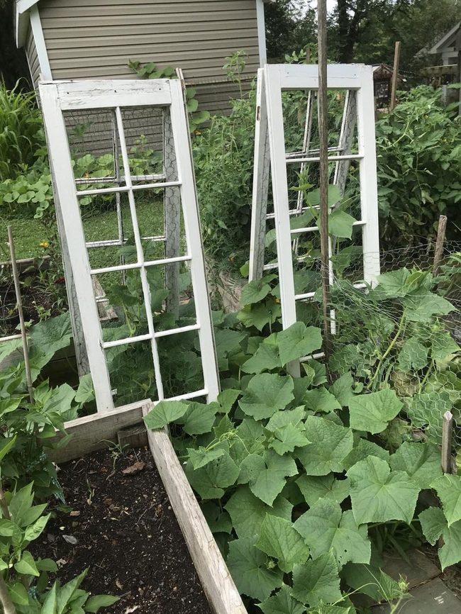 Recycled Window Frames Green Trellis