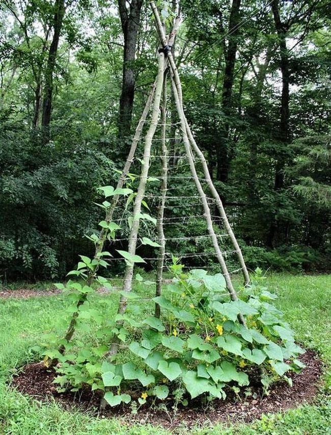 Living Vines On Vertical Wood