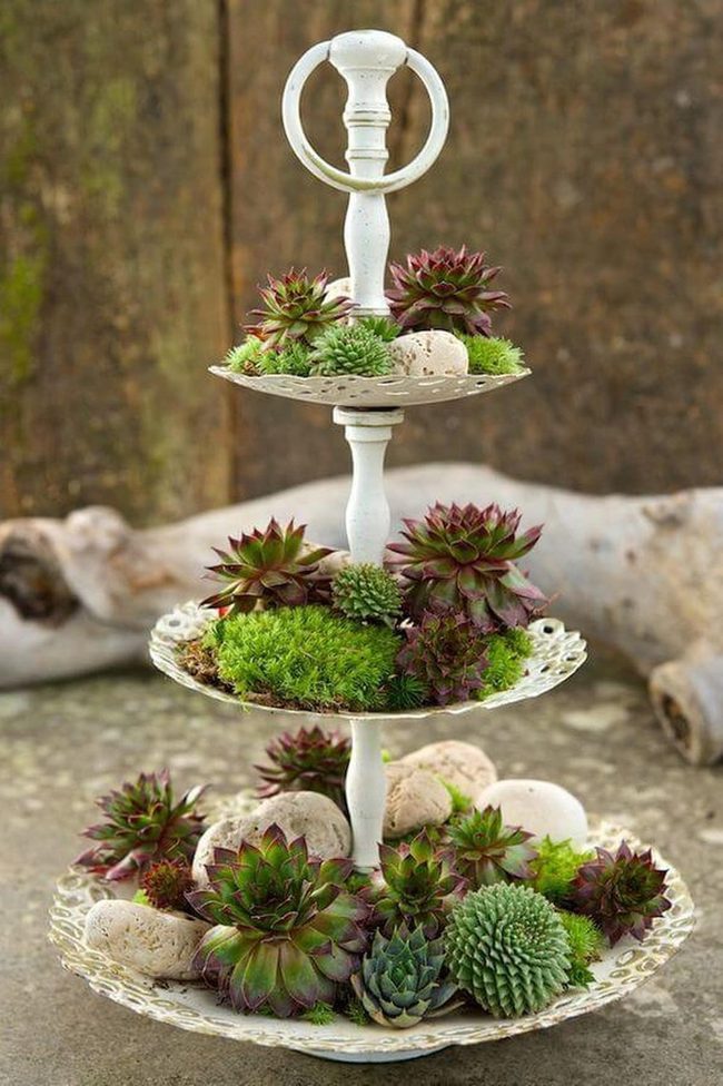 Layered Succulents With Living Texture