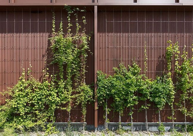 Climbing Vines Frame Vertical Space