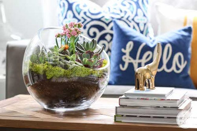 Glass Bowls, Living Succulents
