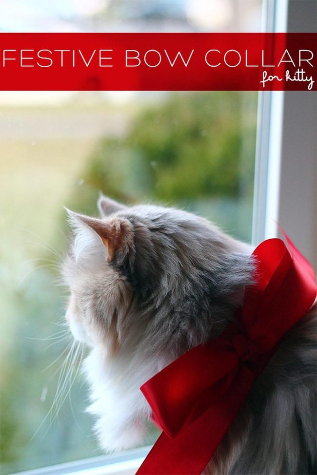 White Cats Red Ribbons Sunlit