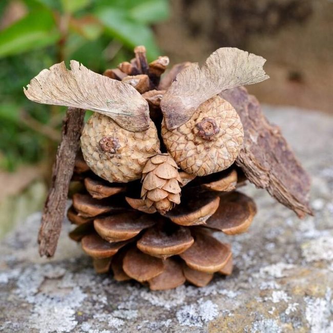 Pinecone Owl Brown Nature Craft