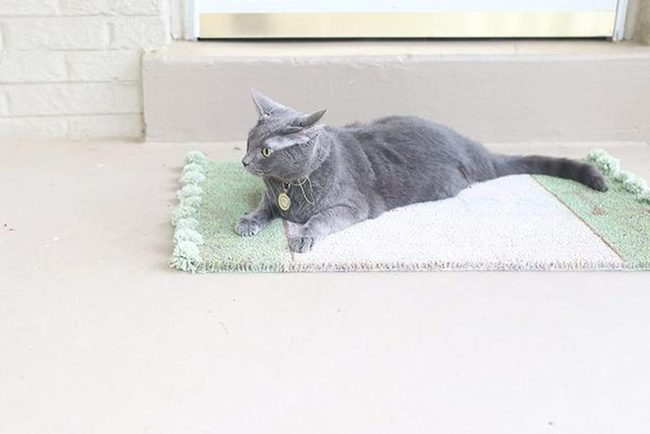 Gray Cat On Checkered Rug