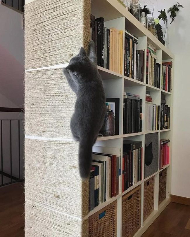 White Shelves Gray Cat Climbing