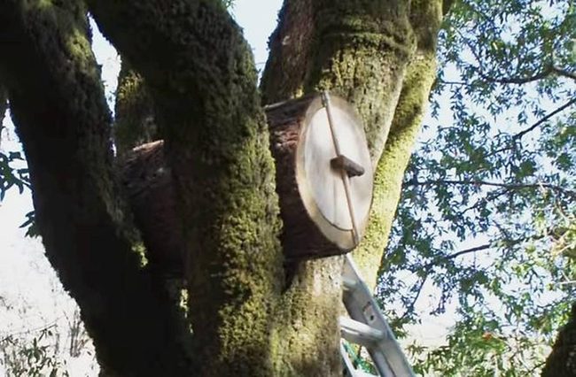 Woodland Clocks Cast Shadows