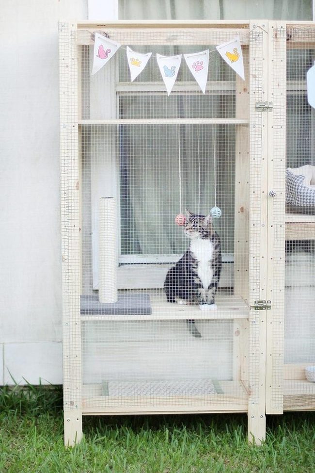 Wooden Cat Playground With Natural Light