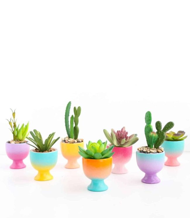 Miniature Succulents Burst Rainbow