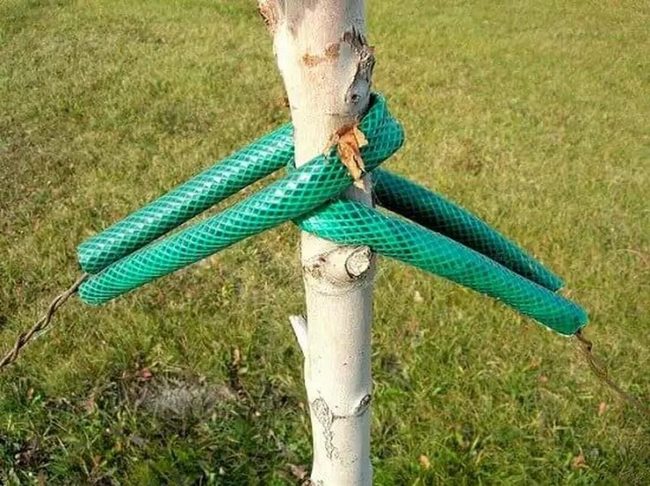Hose Wrapped Tree Storage