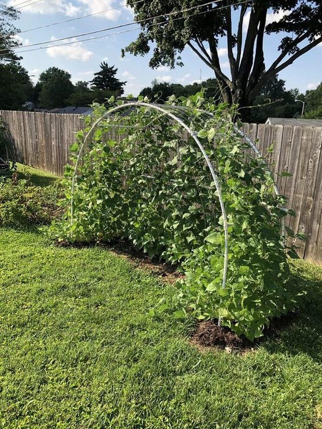Green Tunnel Vegetable Archway